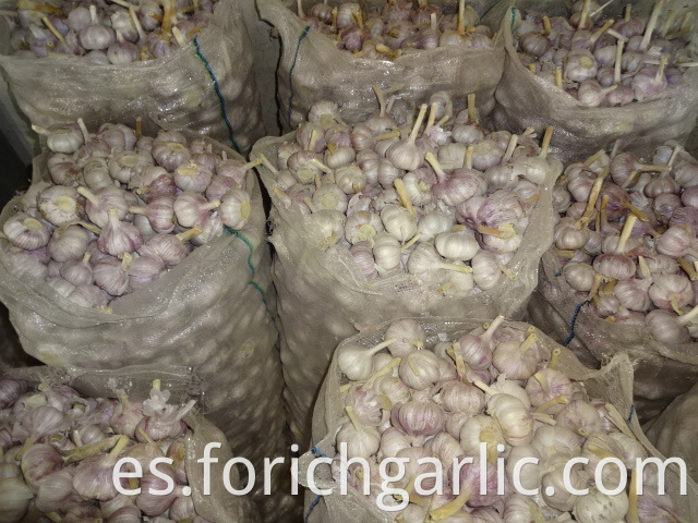 Hybrid Normal White Garlic